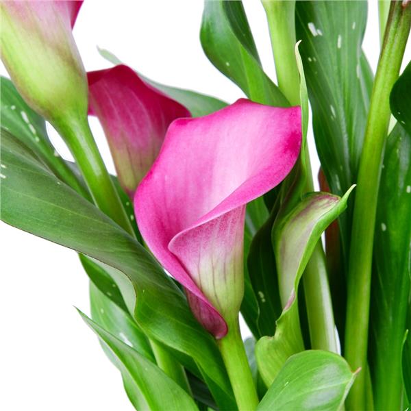 Gala Çiçeği Zantdechia Zazu Mor Gala