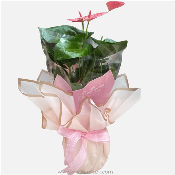 Pembe Anthurium (Antoryum) Saksı Çiçeği – Canlı Bitki