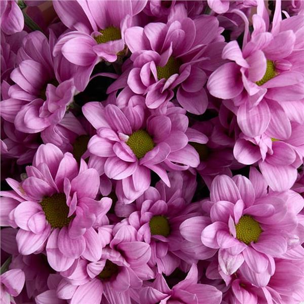 Pembe Papatyalar Çiçek Buketi